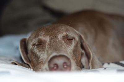 Close-up of dog sleeping