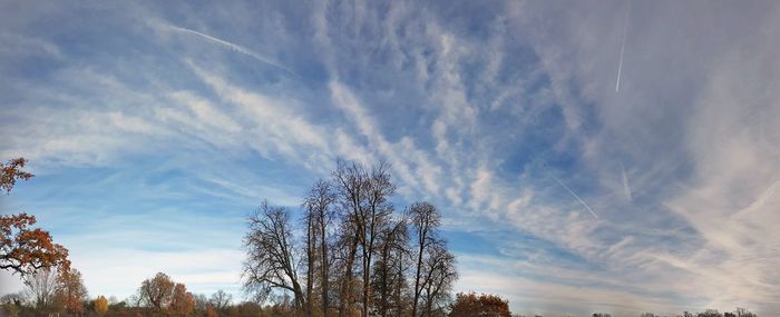 Low angle view of trees against sky