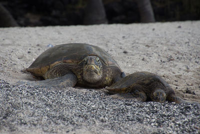 Close-up of lizard on sand