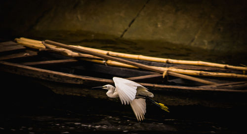 White bird flying over wood