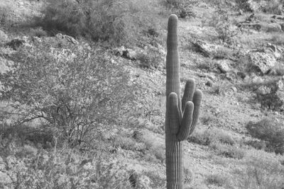 Cactus growing on field