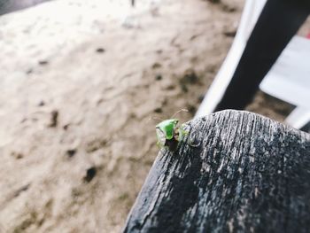Close-up of insect on wood