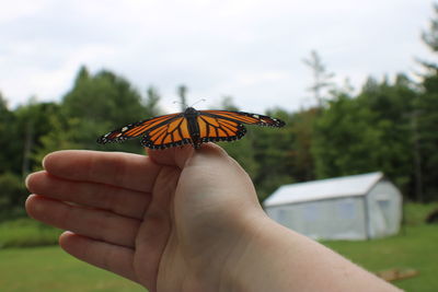 Close-up of butterfly holding hand