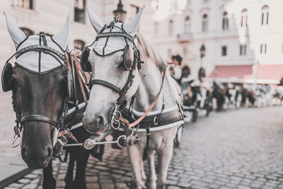 Horse cart on street in city