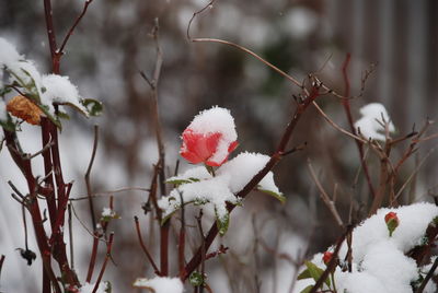 Close-up of snow on flower