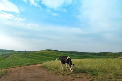 Horse standing in a field