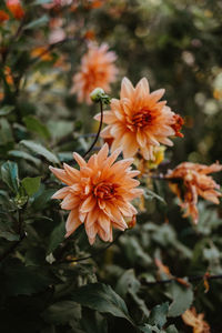 Close-up of orange flowering plant