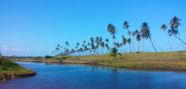 Scenic view of palm trees against clear blue sky