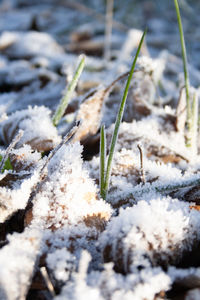 Close-up of snow covered plants on land