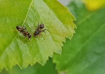 Close-up of insect on leaf