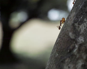 Close-up of insect on wood