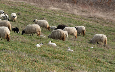 Sheep grazing in a field