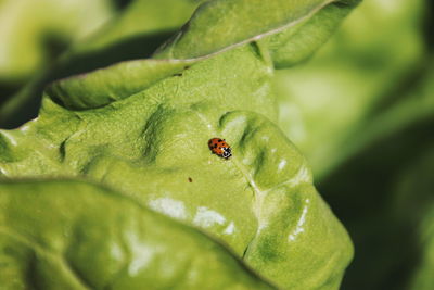 Ladybug on plant