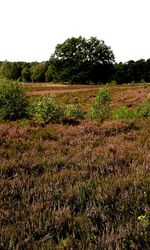 Scenic view of field against clear sky