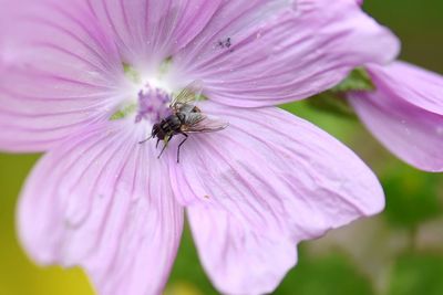 Close-up of bee on pink flower