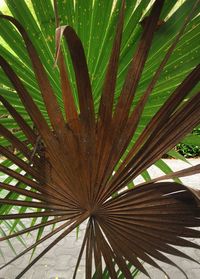 Palm leaves on palm tree