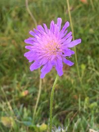 Close-up of purple flower blooming outdoors