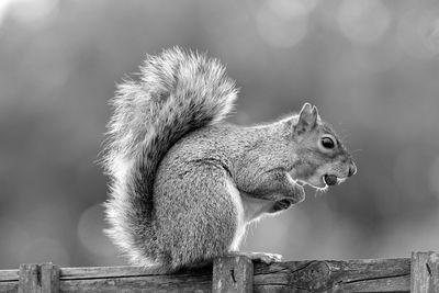 Close-up of squirrel