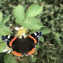 Close-up of butterfly on flower