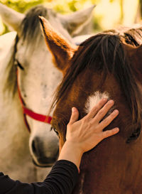 Cropped hand of woman touching horse