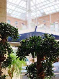 Close-up of potted plants in greenhouse