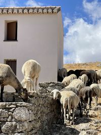 View of sheep outside the caretaker house at the roman ruins site of acinipo in southern spain. 