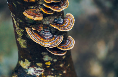 Close-up of shell on tree trunk