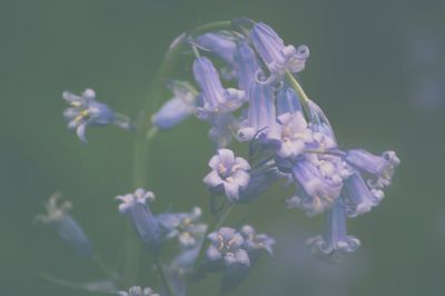 Close-up of purple flowering plant