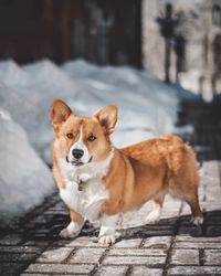 Portrait of dog standing outdoors