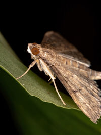 Close-up of insect