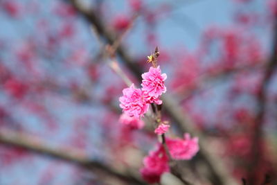 Close-up of pink cherry blossoms