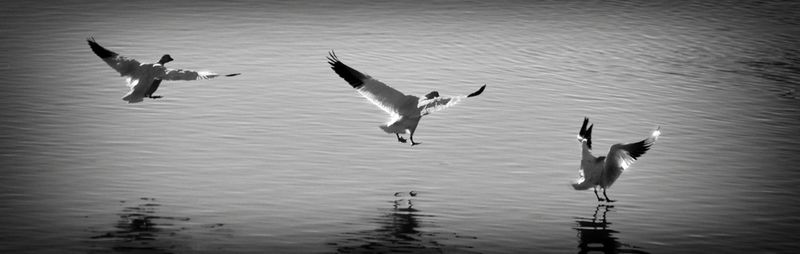 Birds in water