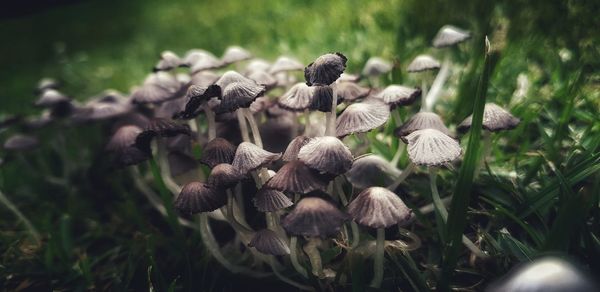 Close-up of mushrooms growing on field