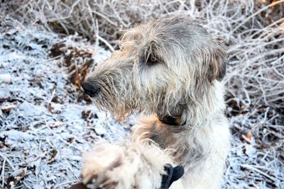 Close-up of dog on snow field