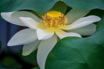 Close-up of lotus water lily