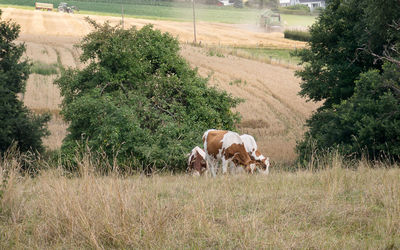 Cows grazing in field