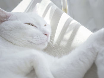Extreme close-up of white cat lying on sofa 