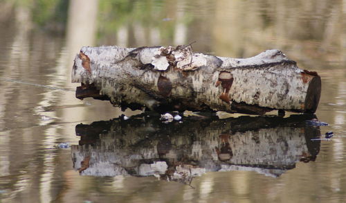 Reflection of water in puddle