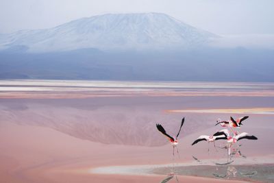 Flamingos over lake against mountains