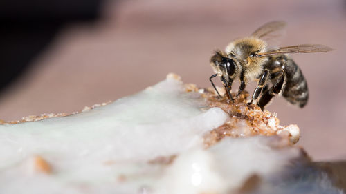 Close-up of bee on food