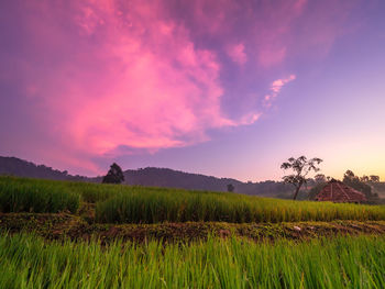 Scenic view of field against sky during sunset