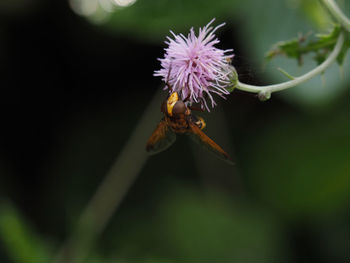 Close-up of bee pollinating on purple flower