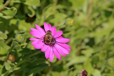 Close-up of bee pollinating on pink flower