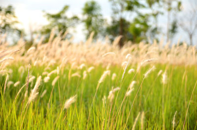 Close-up of wheat field