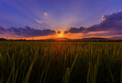 Scenic view of field against sky during sunset