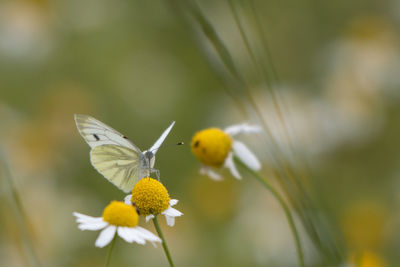 Close-up of butterfly pollinating on flower