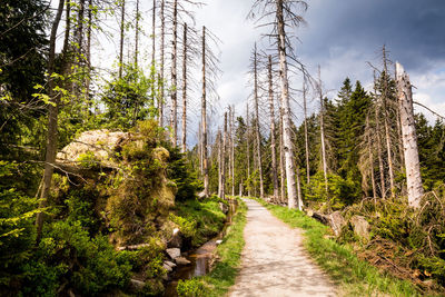 Footpath amidst trees in forest against sky