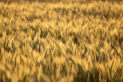 Full frame shot of wheat field