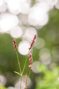 Close-up of flowers against blurred background