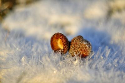 Close-up of snow on field